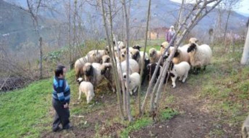 C&uuml;ce Karı-koca Boylarından B&uuml;y&uuml;k İş Başardı