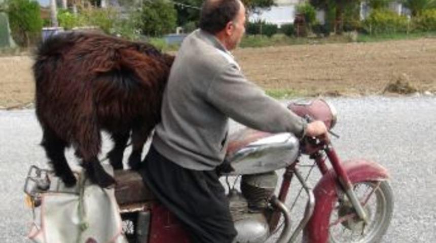 K&ouml;pek Gibi Yetiştirilen Ke&ccedil;i, Sahibinin Yanından Ayrılmıyor