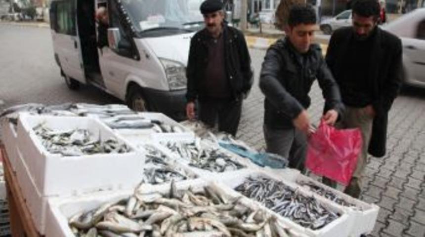 Taze Balıklar Tezgahları S&uuml;sl&uuml;yor