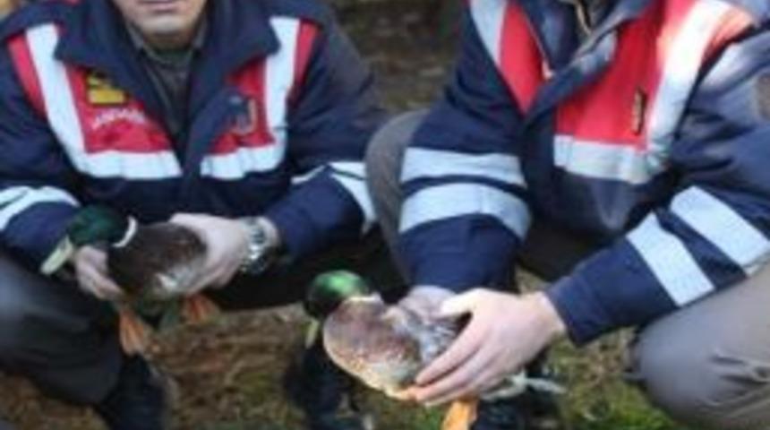 Avcıların Elinden Kurtarılan Yaban &Ouml;rdekleri Doğaya Salındı
