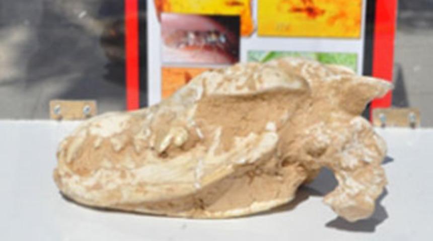 Fosil sergisine baskın