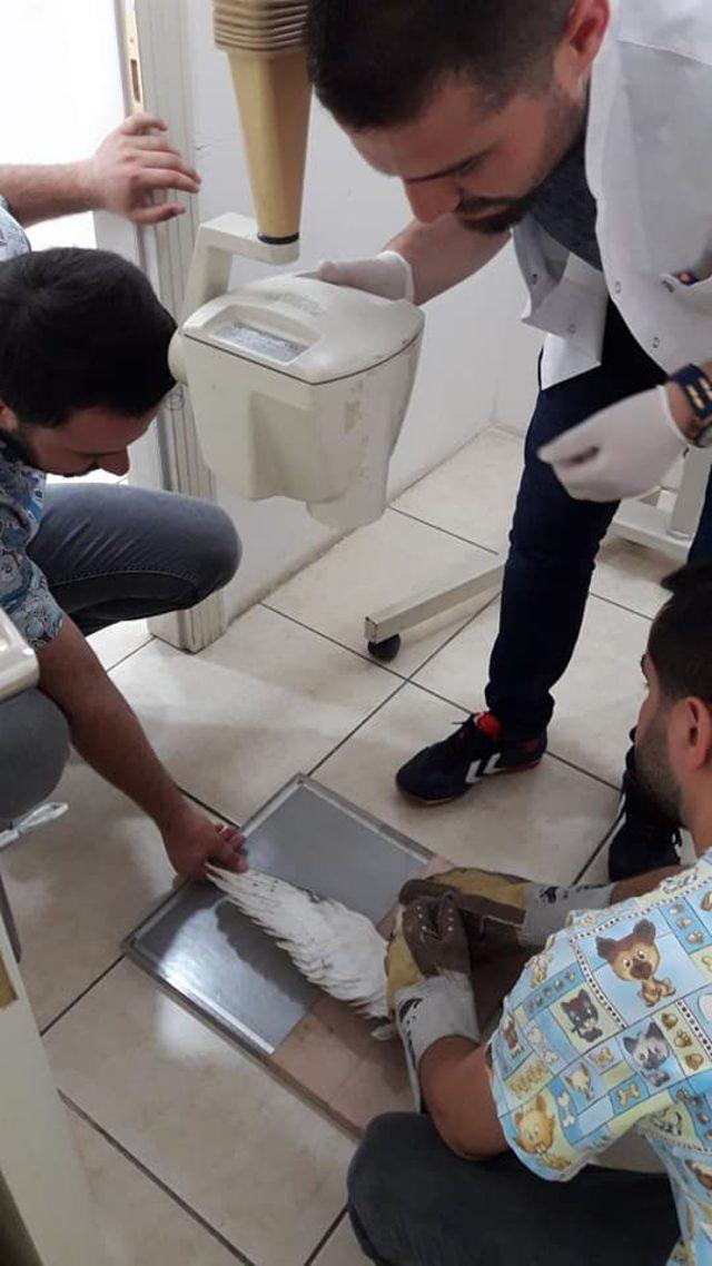 Yaralı peçeli baykuş tedaviye alındı