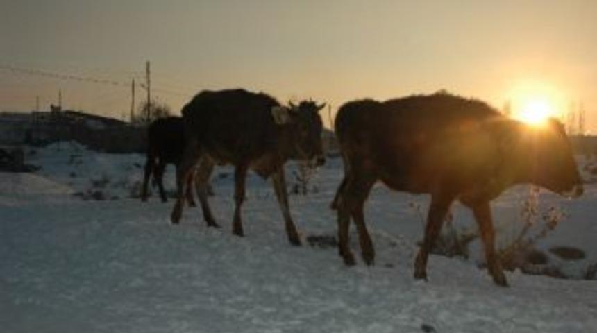 Doğu&rsquo;da Hayvancılıkla Uğraşan &Ccedil;ift&ccedil;inin Kış &Ccedil;ilesi