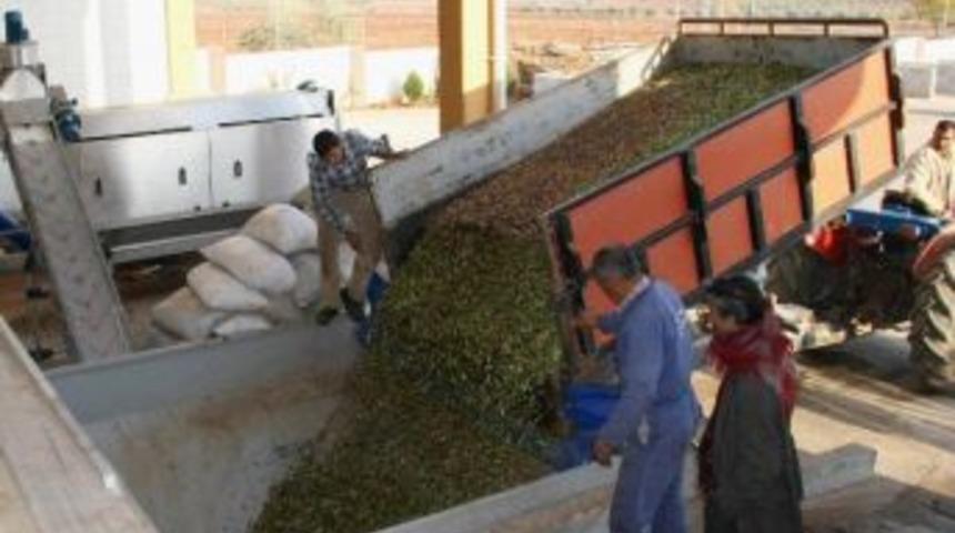 Kış Engeline Takılan Zeytinlerin Hasadına Başlandı