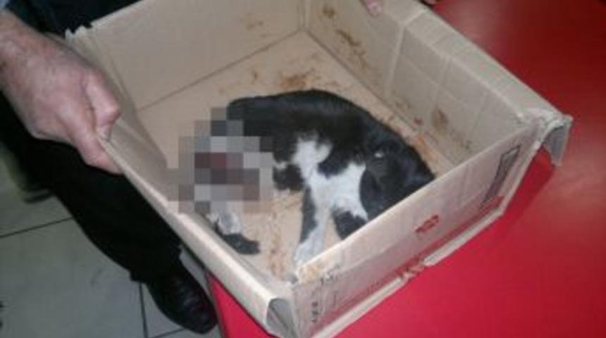 Yaralı Kediyi Kurtarmak I&ccedil;in Seferber Oldu