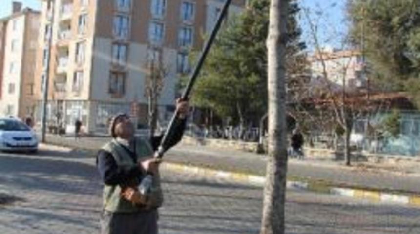 Ağa&ccedil;lar Budanıyor