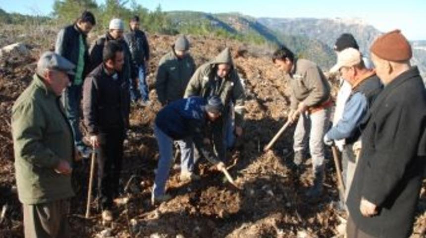 Cezalarını Kızıl&ccedil;am Fidanı Dikerek &Ouml;dediler