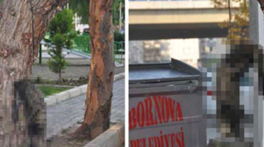 Kediyi ağaca astılar