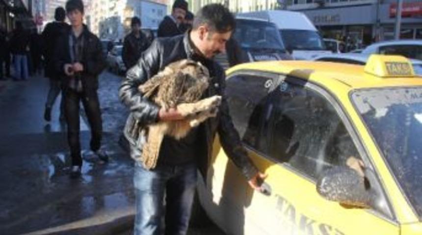 Yaralı Baykuşa Gazeteciler Sahip &Ccedil;ıktı