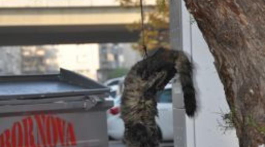 İzmir'de Kediyi Ağaca Astılar