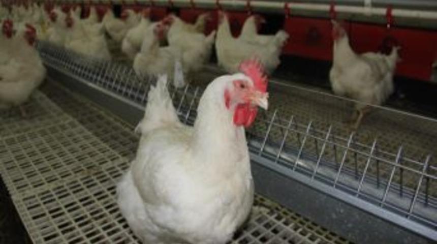 Suriye&rsquo;deki Olaylar Tavuk&ccedil;uluk Sekt&ouml;r&uuml;n&uuml; Canlandırdı