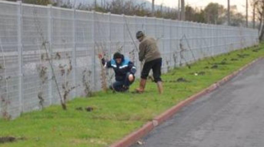 Sapanca sahiline meyve fidanı dikildi