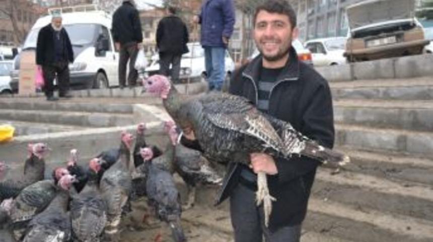 Yılbaşı Hindileri G&ouml;r&uuml;c&uuml;ye &Ccedil;ıktı