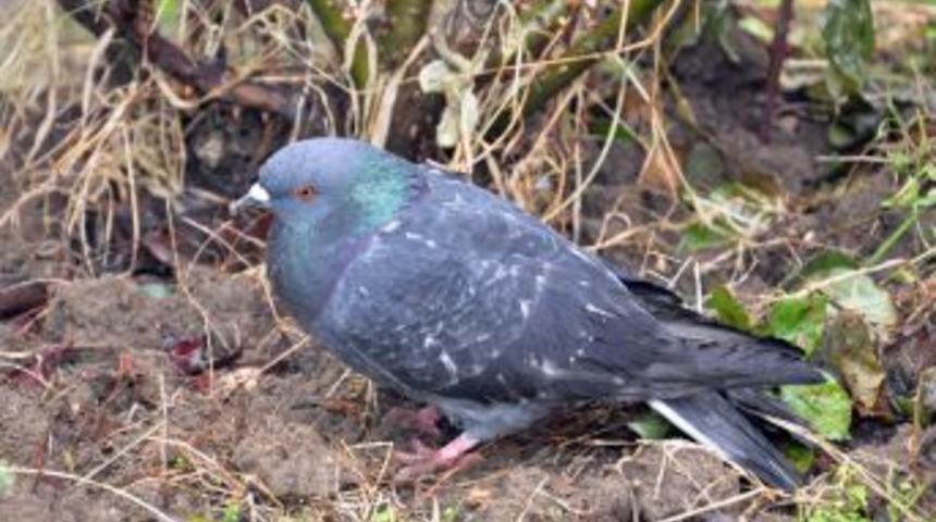 Selimiye'nin G&uuml;vercinlerini Zehirlediler