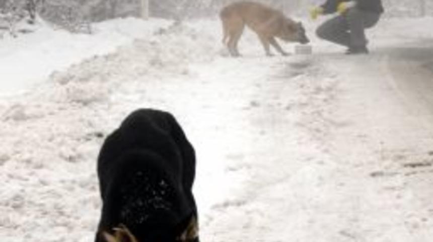 Uludağ&rsquo;da Kar Nedeniyle Yiyecek Sıkıntısı &Ccedil;eken Hayvanlara Yem Verildi