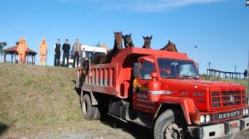 Zabıtadan At Operasyonu