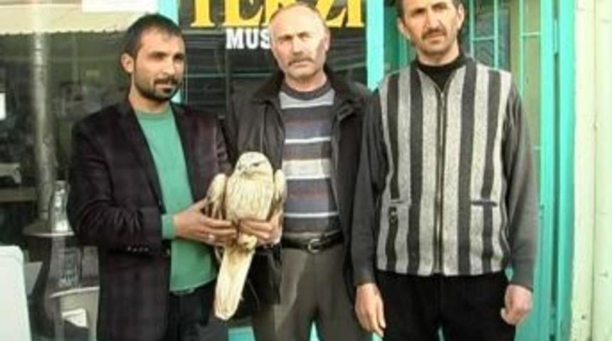 Yaralı Kartalı Yetkililere Verdi