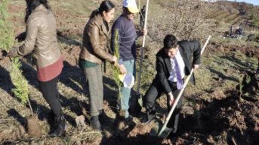 Şırnak&rsquo;ta İlk Kez Kadın Ormanı Fidan Dikimi Yapıldı