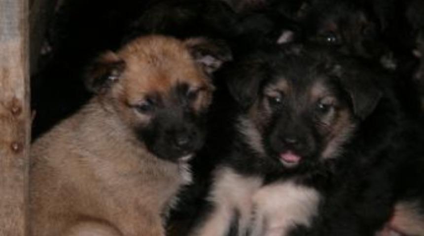 Kurt K&ouml;peği Bir Batında 12 Yavru Doğurdu