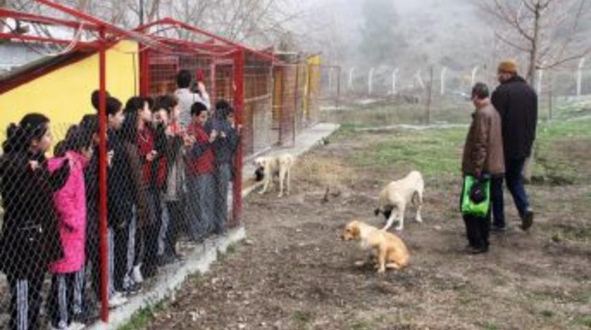&Ouml;ğrenciler Har&ccedil;lıklarıyla Barınakta Kalan Hayvanlara Yem Aldı