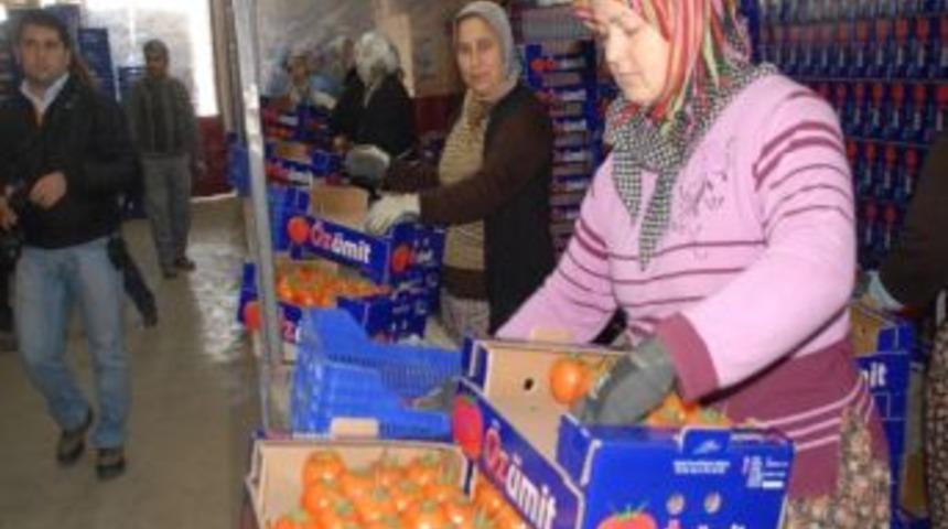 Fethiye'de Chrıtmas Nedeniyle İhracat Durdu