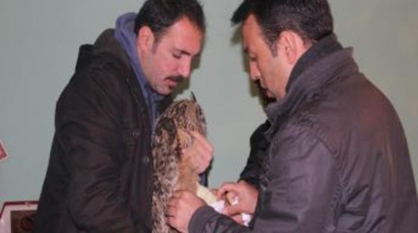 Yaralı Baykuş Tedavi Altına Alındı