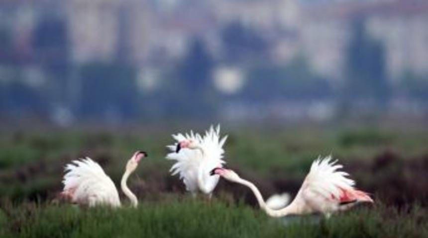 Doğa Derneği: İzmir K&ouml;rfezi &Ccedil;amuru Dalyanlara D&ouml;k&uuml;ls&uuml;n