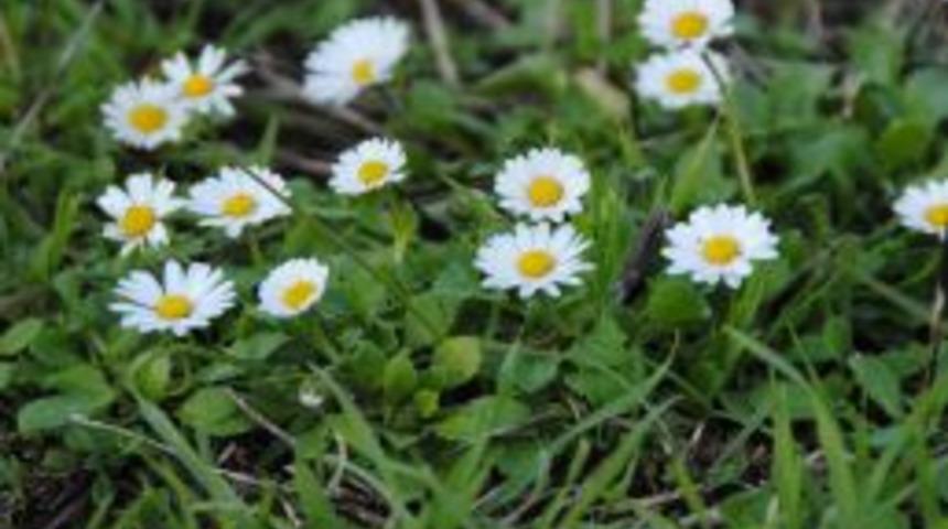 Doğu'da Kar Yolları Kapattı, Side'de Papatyalar A&ccedil;tı