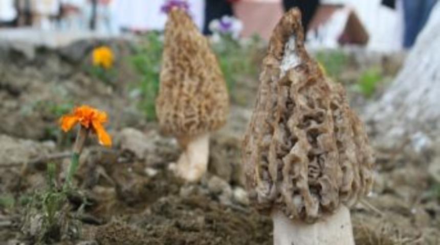 Mantarın Zehirli Olup Olmadığı Rengi Ve Kokusuyla Bilinemez