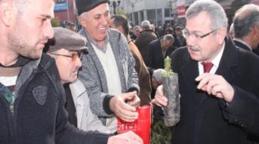 Belediye&rsquo;den &Ccedil;am Fidanı