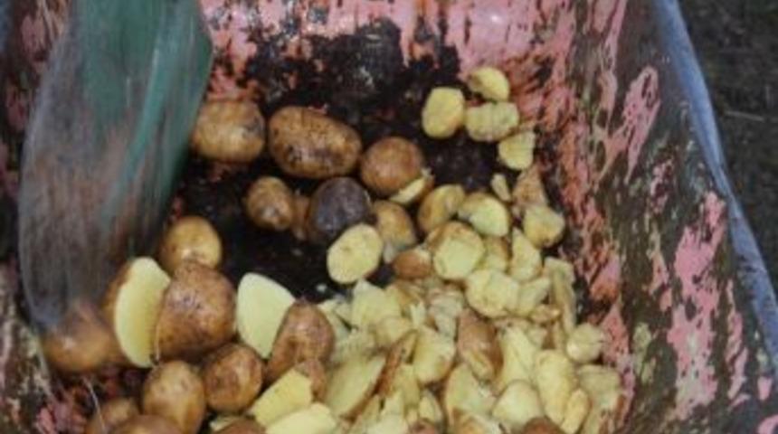 Elde Kalan Patatesler Hayvan Yemi Oluyor