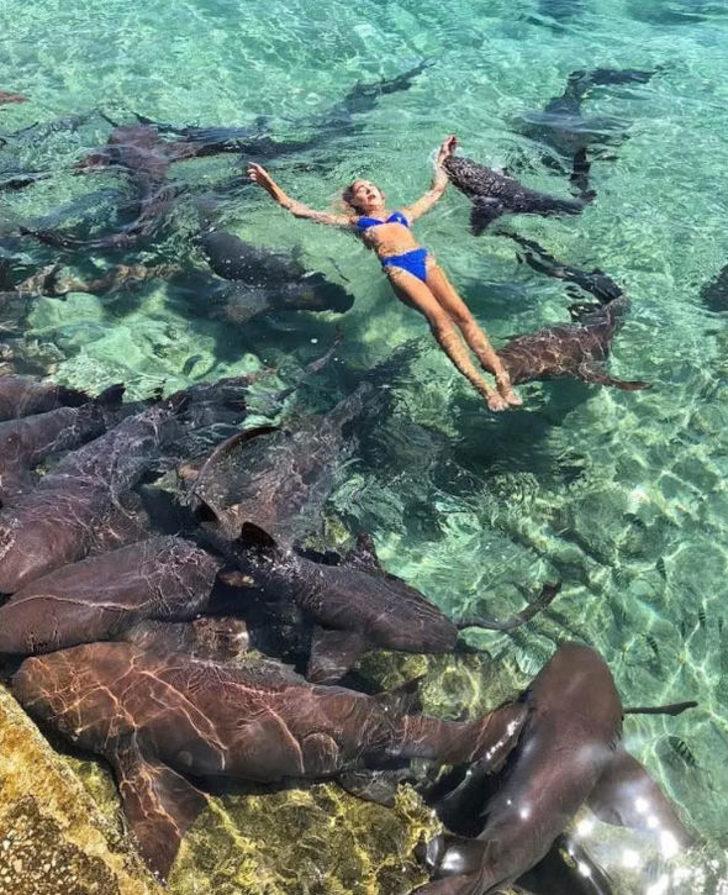 Denizde korkunç anlar! Köpek balığı saldırdı kanlar içinde yere yığıldı G1