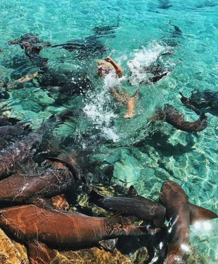 Denizde korkunç anlar! Köpek balığı saldırdı kanlar içinde yere yığıldı G3