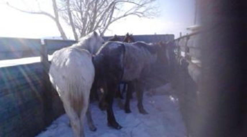 Eksi 30 Derece Soğukta Donmak &Uuml;zere Olan Sahipsiz Atlara Yardım Eli