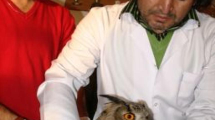 Yaralı Baykuş Nihayet Tedavi Altına Alındı