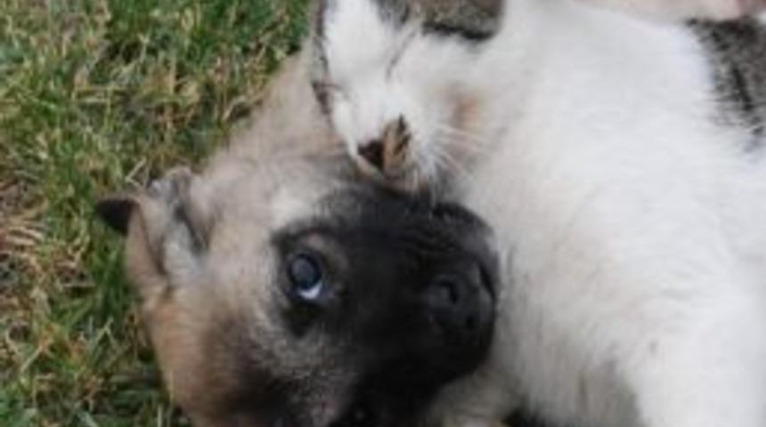 Kedi İle K&ouml;peğin Dostluğu