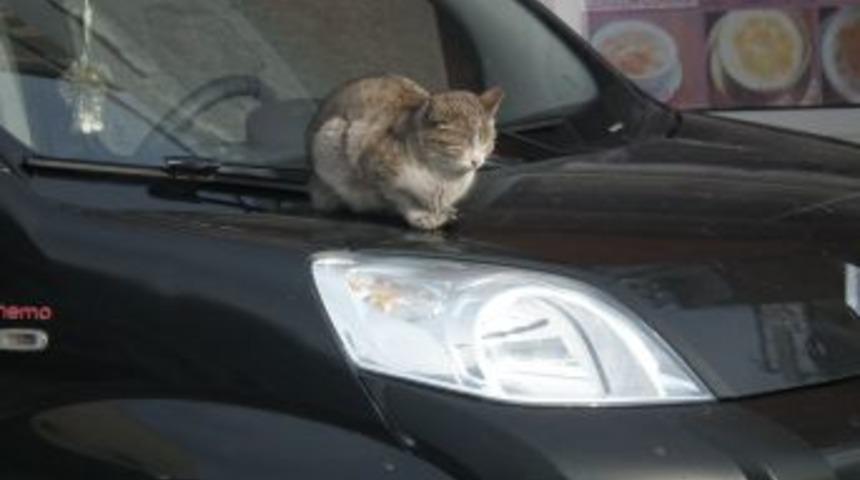 Sarıkamış'ta Dondurucu Soğuklar Hayvanları Olumsuz Etkiliyor