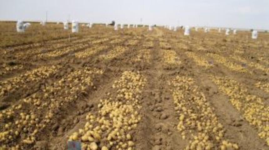 &Ouml;zel Sekt&ouml;r, Ilk Yerli Islah Patates Tohumunu &Uuml;retti