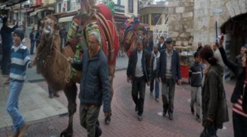 Pehlivan Develer Kuşadası Caddelerinde Dolaştırıldı