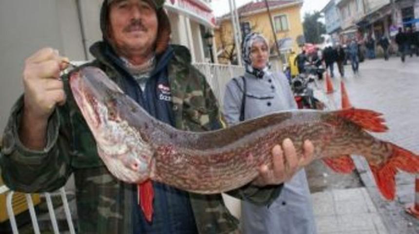 Baraj Manyas G&ouml;l&uuml;nde Yerli Balık Neslini Artırdı