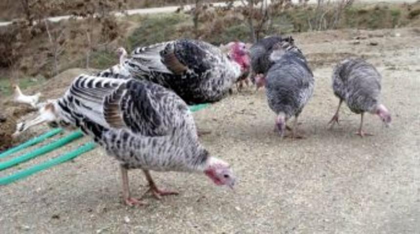 Yılbaşı Hindileri Beklenen İlgiyi G&ouml;rmedi