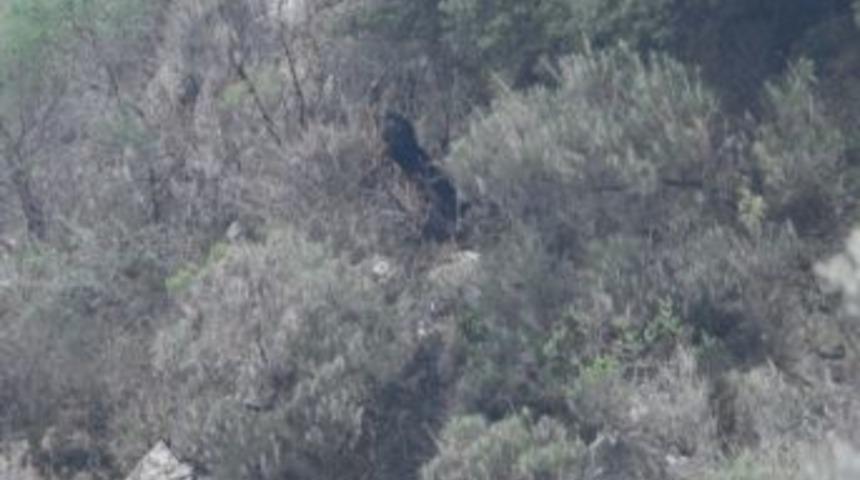 Ke&ccedil;inin Taze Ot Merakı Başına Dert Oldu