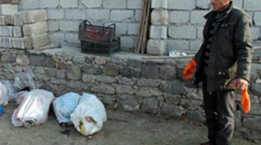 &Ccedil;aldıkları koyunları kurtlar par&ccedil;aladı