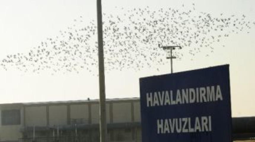 Kuş Cenneti Değil Arıtma Sahası