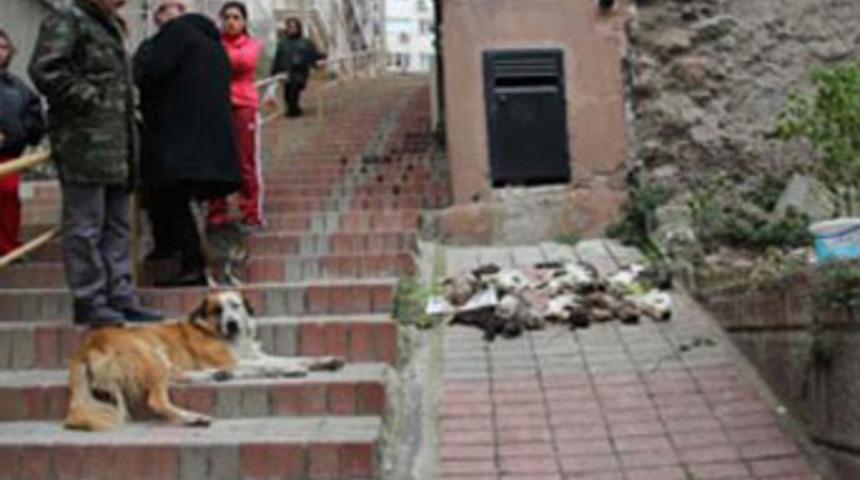 İzmir'de kedi katliamı