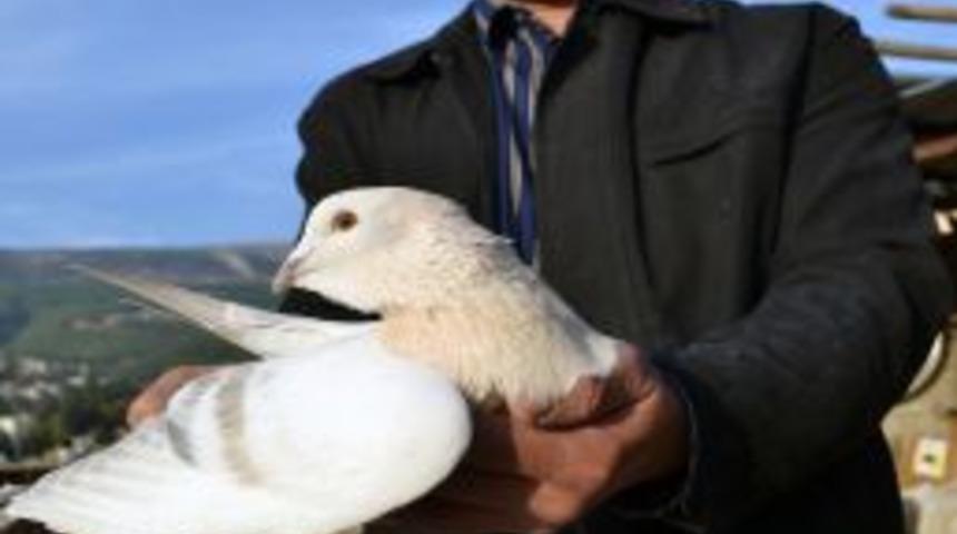 Kahramanmaraş'ta G&uuml;vercinler 15 Bin Liraya Kadar Alıcı Buluyor