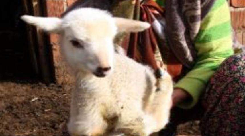 Sakat Olarak Doğan Kuzuyu &Ccedil;ocuğu Gibi Bakıyor