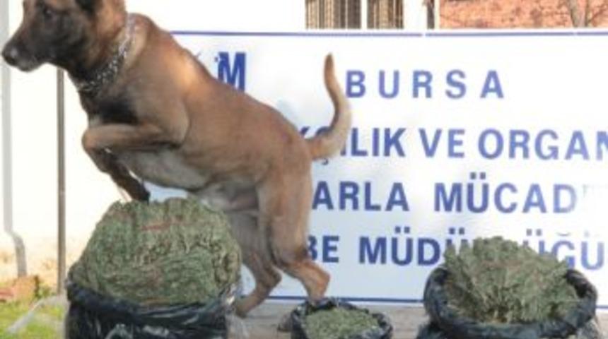 Bursa&rsquo;da Yılbaşı &Ouml;ncesi 2 Uyuşturucu Taciri Yakalandı