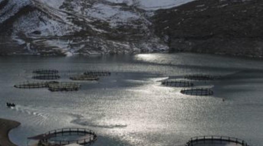 Zernek Barajında &lsquo;ağ Kafes&rsquo; Alabalık &Uuml;retimi Başladı