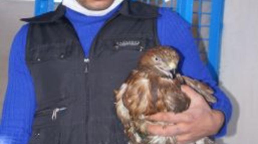 Yaralı Şahin Ve Karabatak Erzurum'da Tedavi Altına Alındı